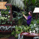 RHS Wisley Giant Houseplant Takeover exhibition